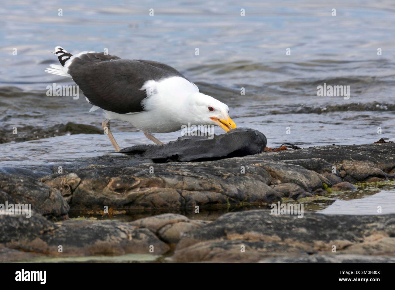 greater black-backed gull (Larus marinus), stands on the waterside in breeding plumage and feeding a washed up lumpfish, side view, Sweden Stock Photo