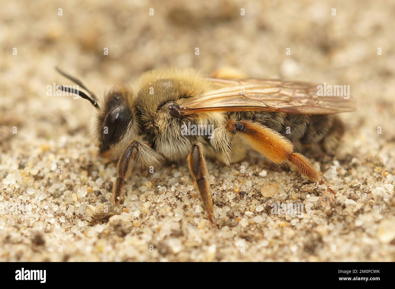 Detailed closeup of the colorful female of the Grey-gastered mining bee ...