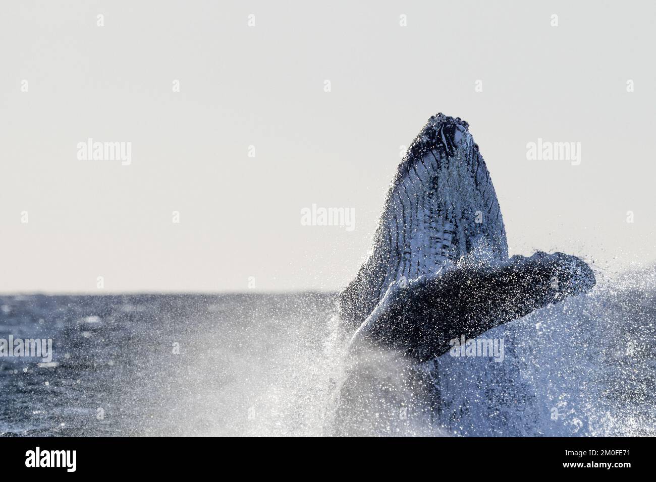 humpback whale breaching on pacific ocean background in cabo san ...