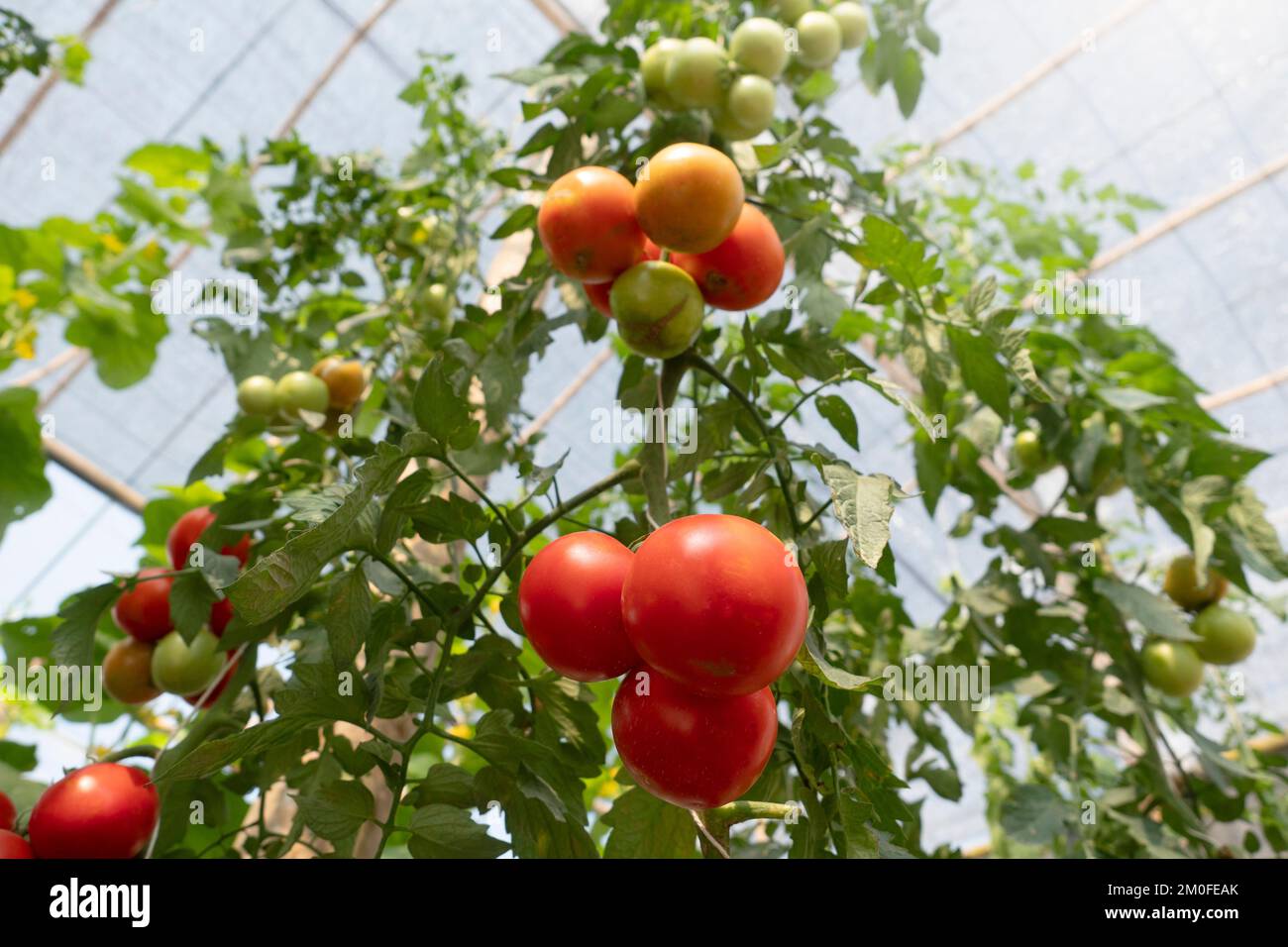 Red Tomato in greenhouse for nature background Stock Photo - Alamy