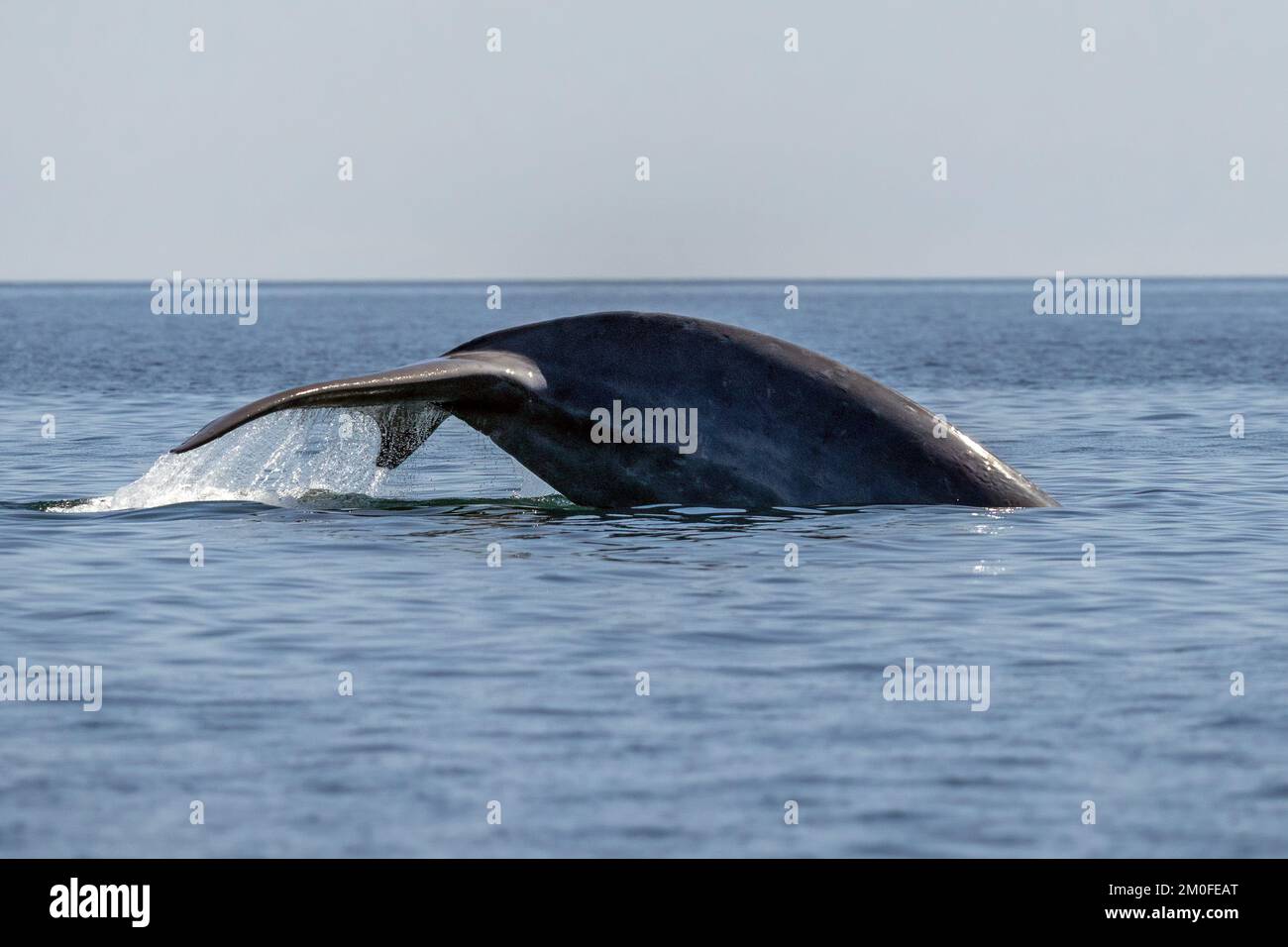 blue whale in loreto baja california sur mexico endangered biggest ...