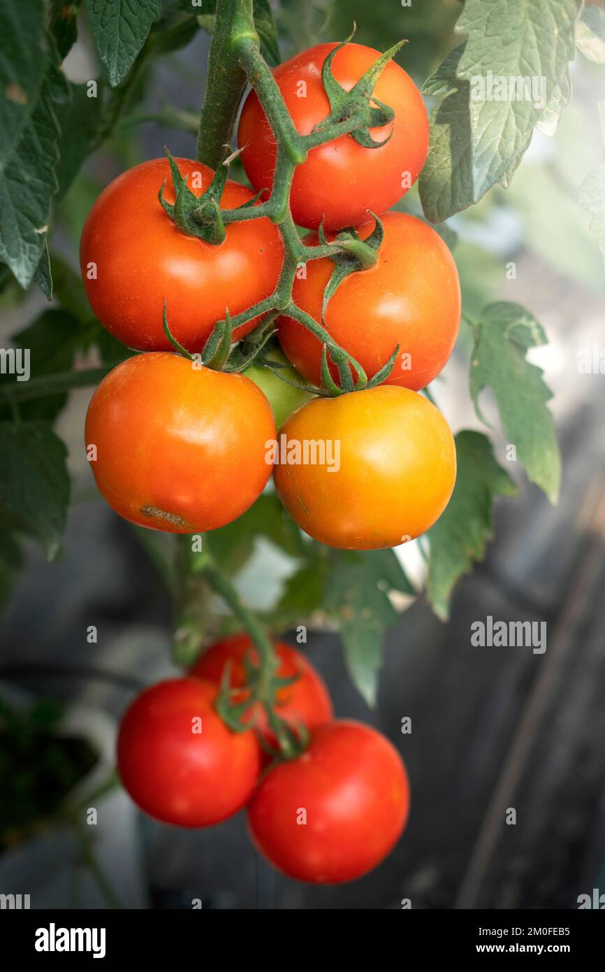 Red Tomato in greenhouse for nature background Stock Photo - Alamy