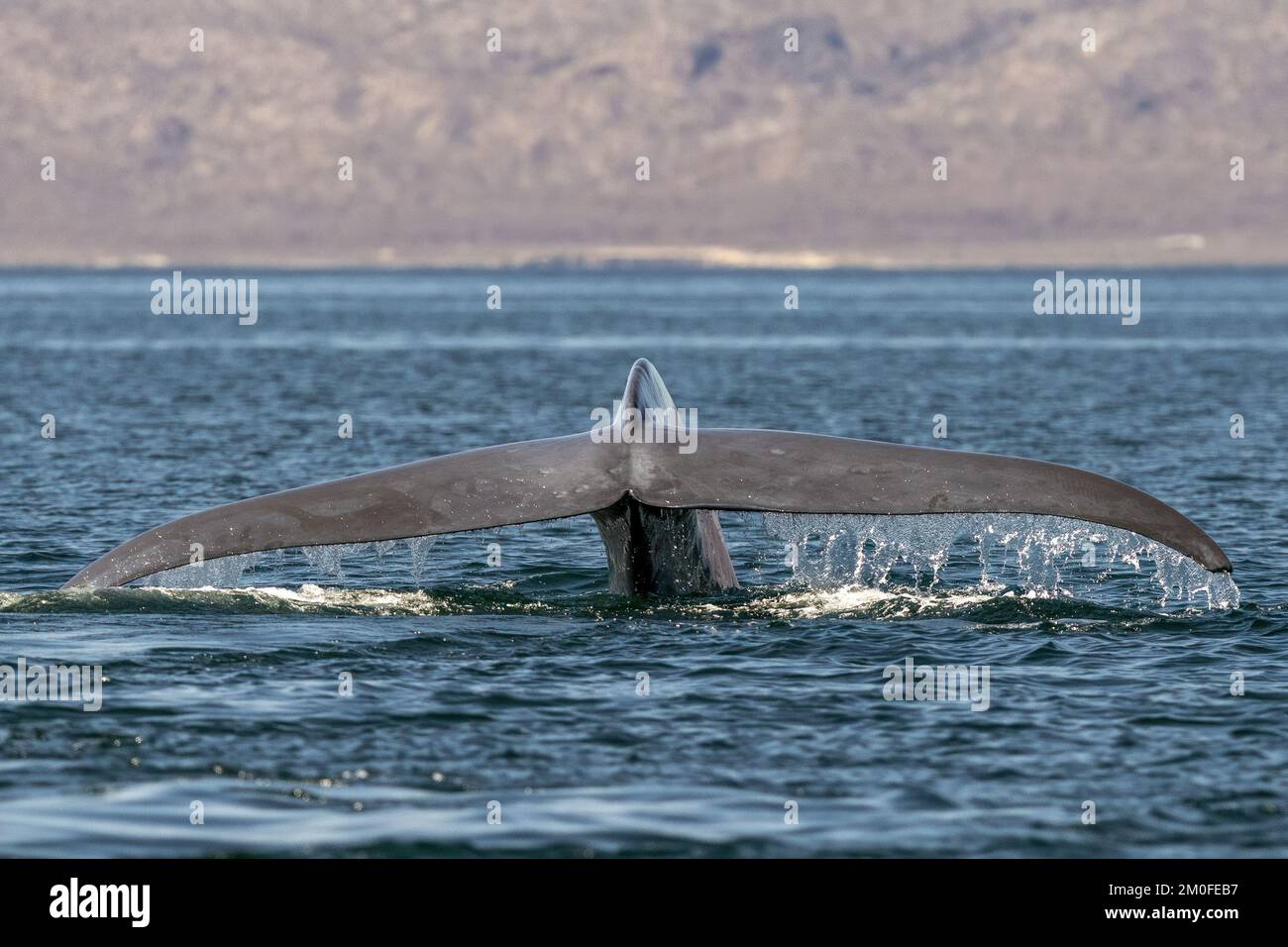 blue whale in loreto baja california sur mexico endangered biggest