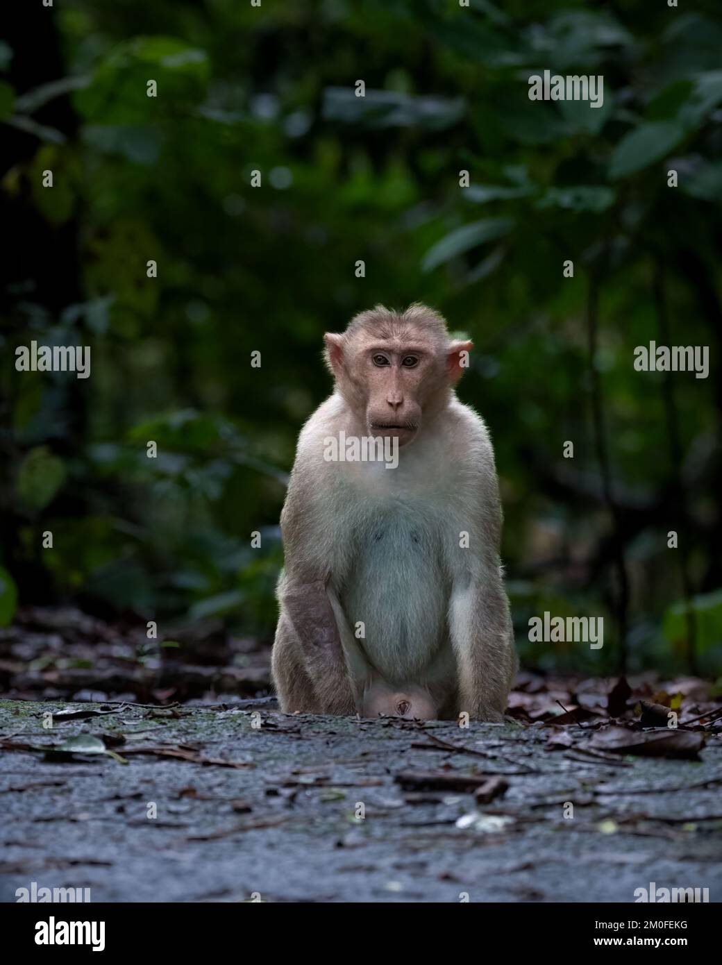 A Bonnet macaque (Macaca radiata) sitting on the side of the road at Bondla wildlife sanctuary in Goa, India. They are also known as Zati and are ende Stock Photo