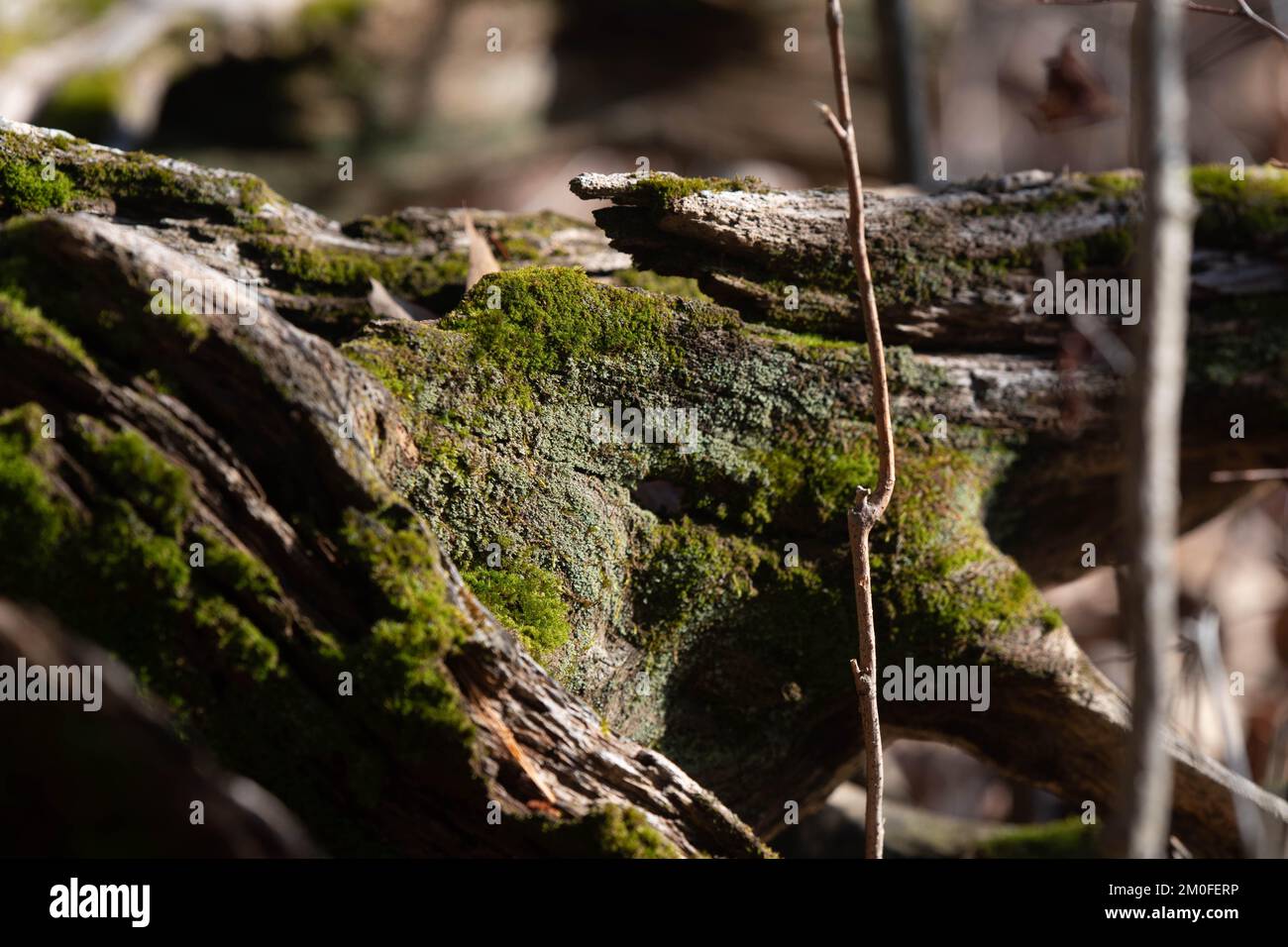 Natural texture background pattern copy space material Stock Photo
