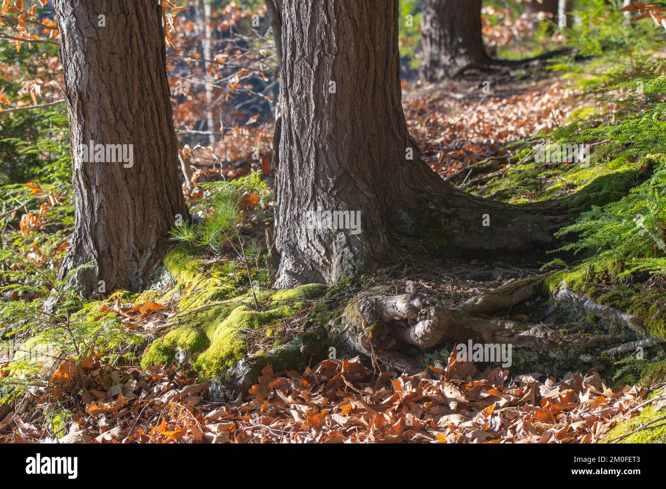 Natural texture background pattern copy space material Stock Photo