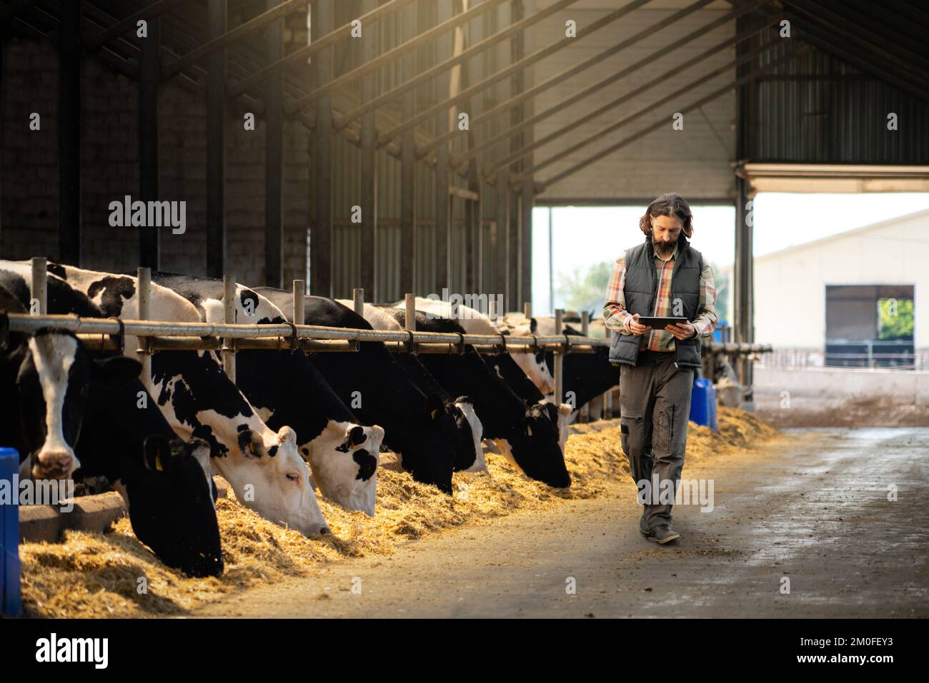 Farmer with a digital tablet in a cow farm. Herd management concept Stock Photo Alamy