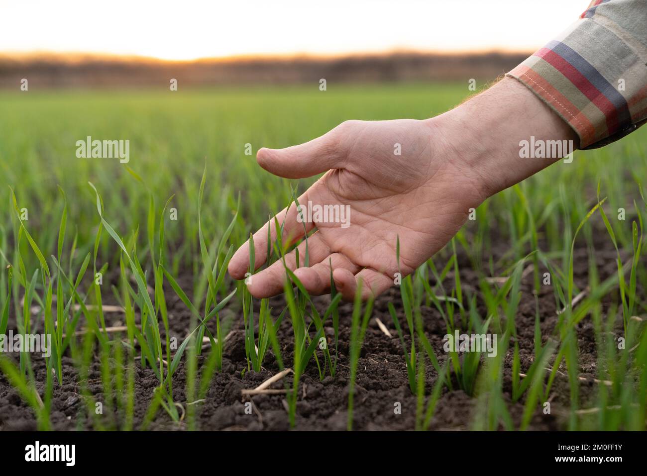 Farmer touches the young wheat in the field with his hand. Close-up  Stock Photo