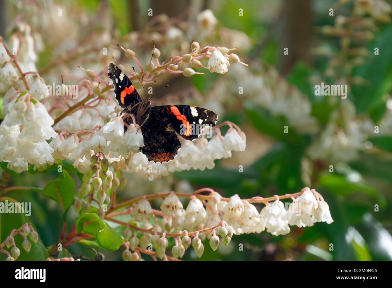 Red Admiral butterfly feeding on Clethra Arborea,  lily-of-the-valley-tree, Flower,Scotland Stock Photo