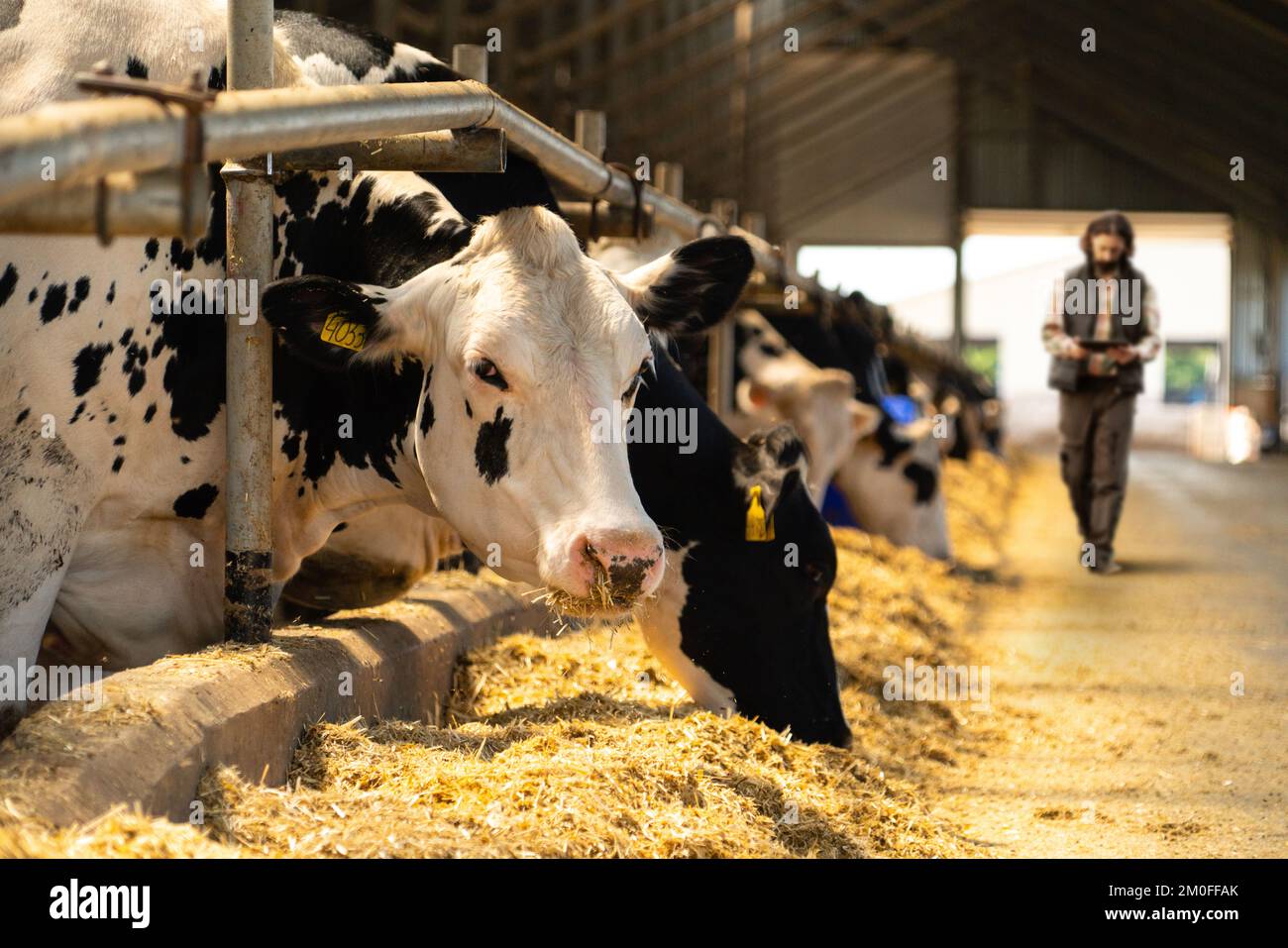 Farmer with a digital tablet in a cow farm. Herd management concept  Stock Photo
