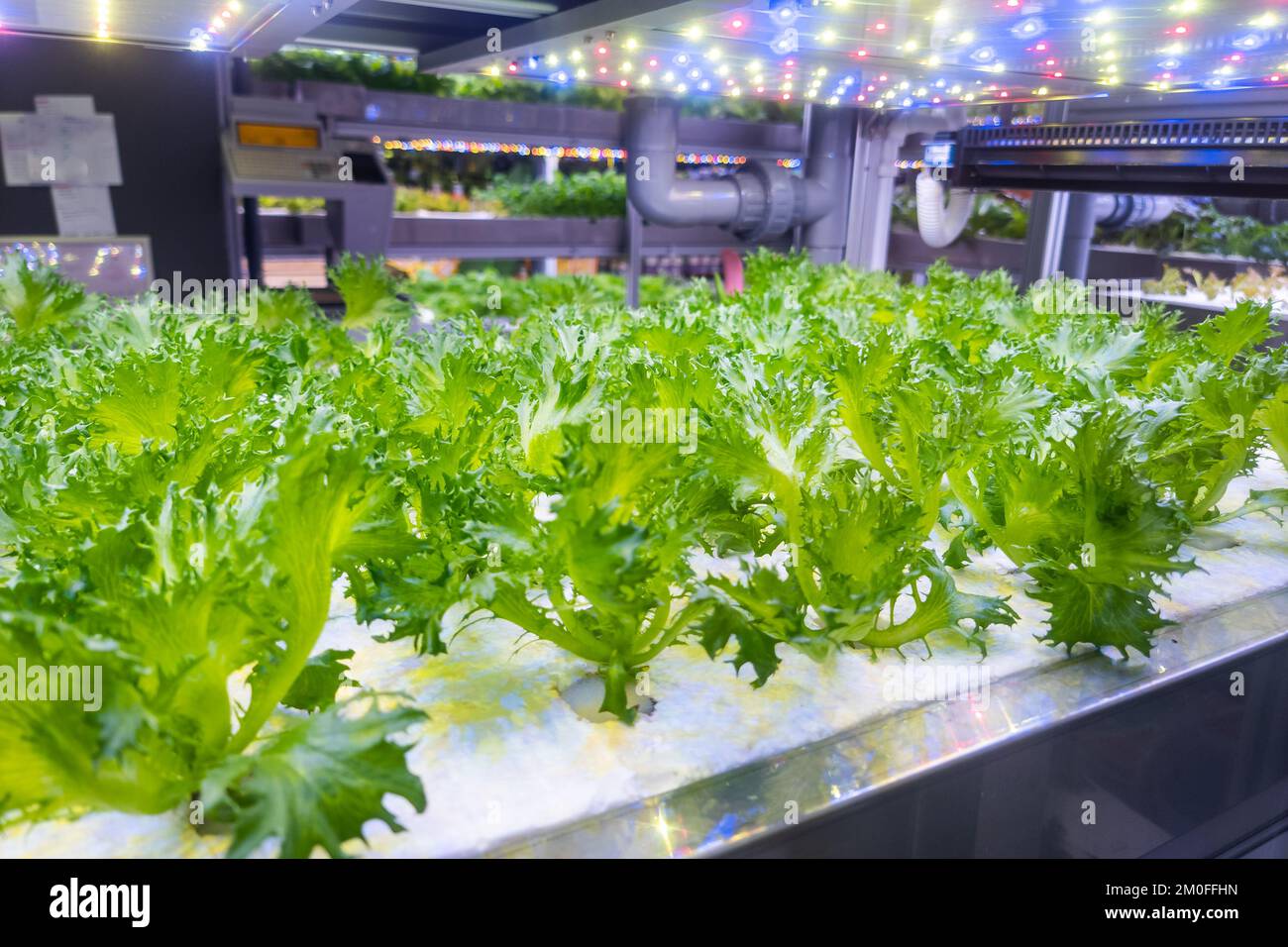 Indoor organic hydroponic vertical vegetable farming with led lights for hygienic and healthy