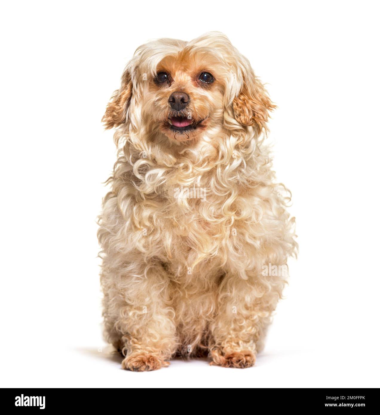 Crossbreed dog sitting in front of white background Stock Photo - Alamy