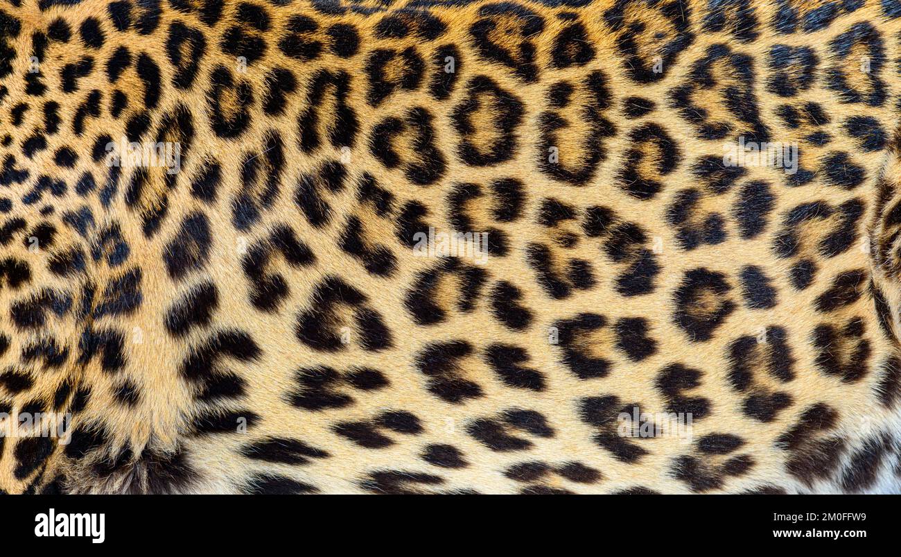 Leopard skin close up hi-res stock photography and images - Alamy