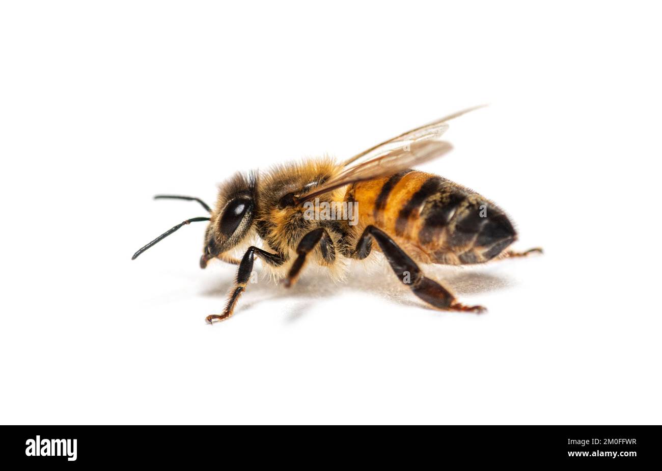 Side view of a Honing bee, apis mellifera,  isolated on white Stock Photo