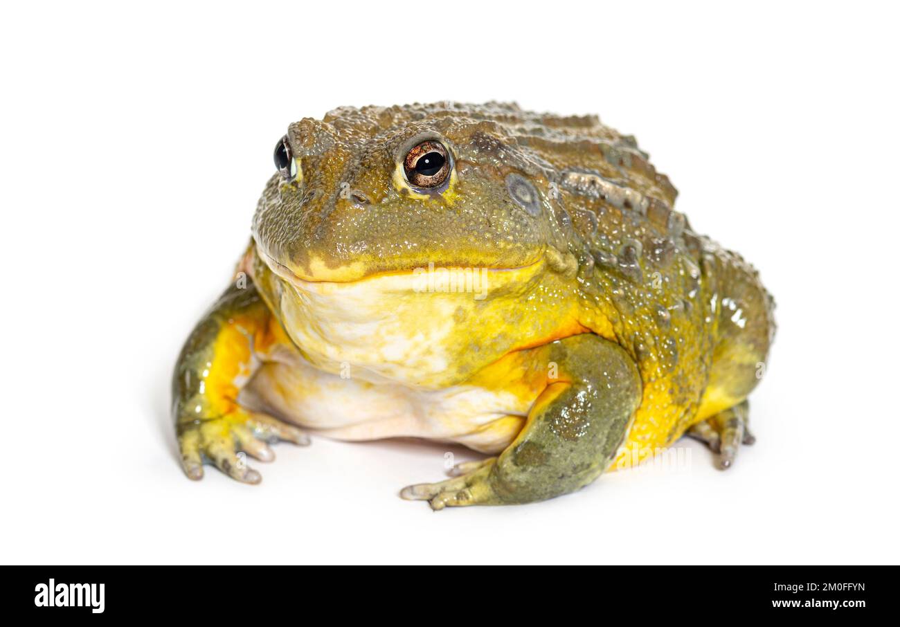 African bullfrog, Pyxicephalus adspersus, isolated on white Stock Photo