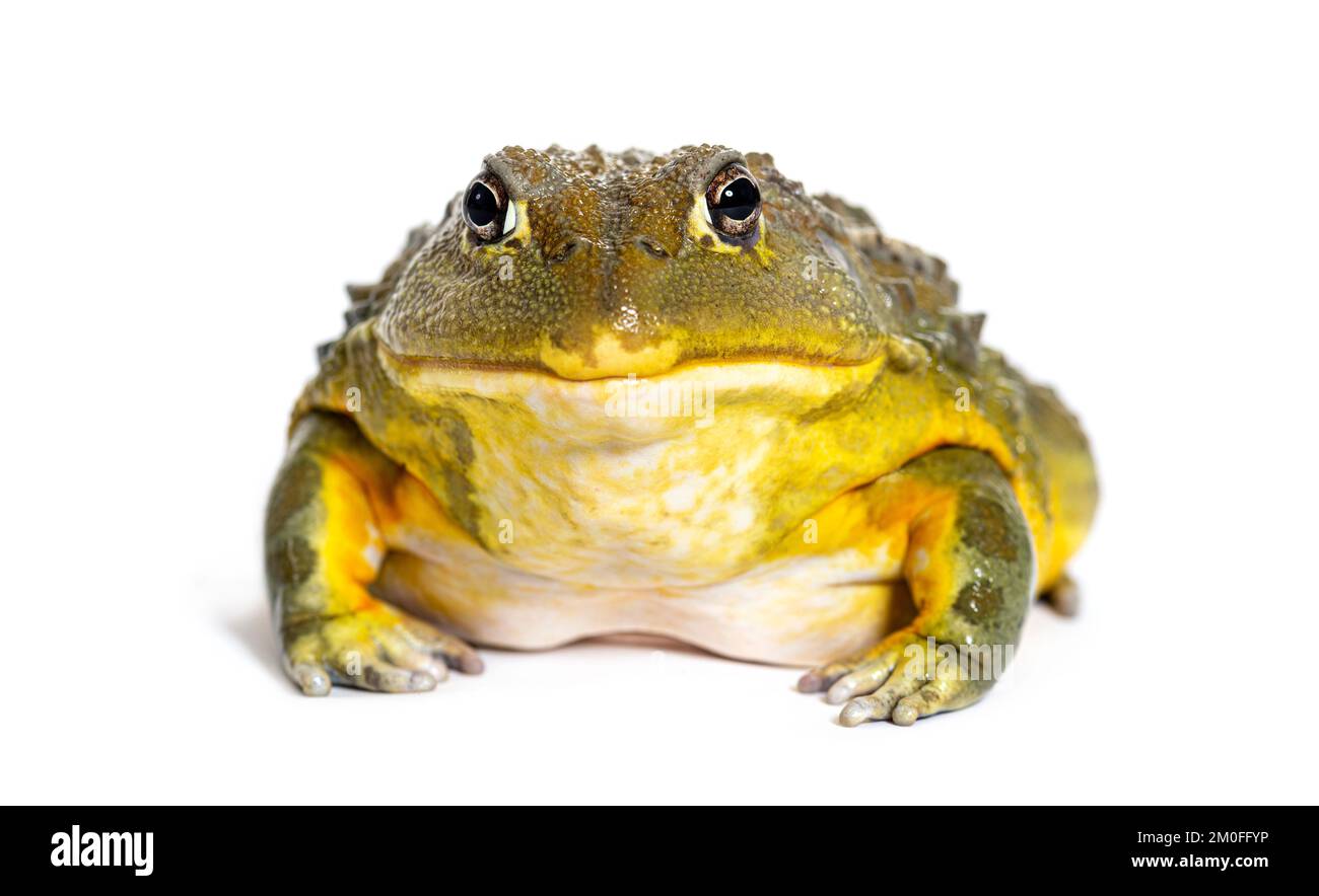 African bullfrog, Pyxicephalus adspersus, isolated on white Stock Photo