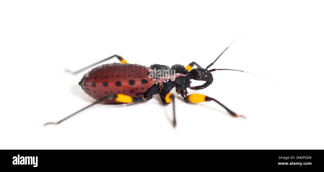 Second instar nymph of of Two-spotted assassin bug, Platymeris biguttatus, isolated on white Stock Photo
