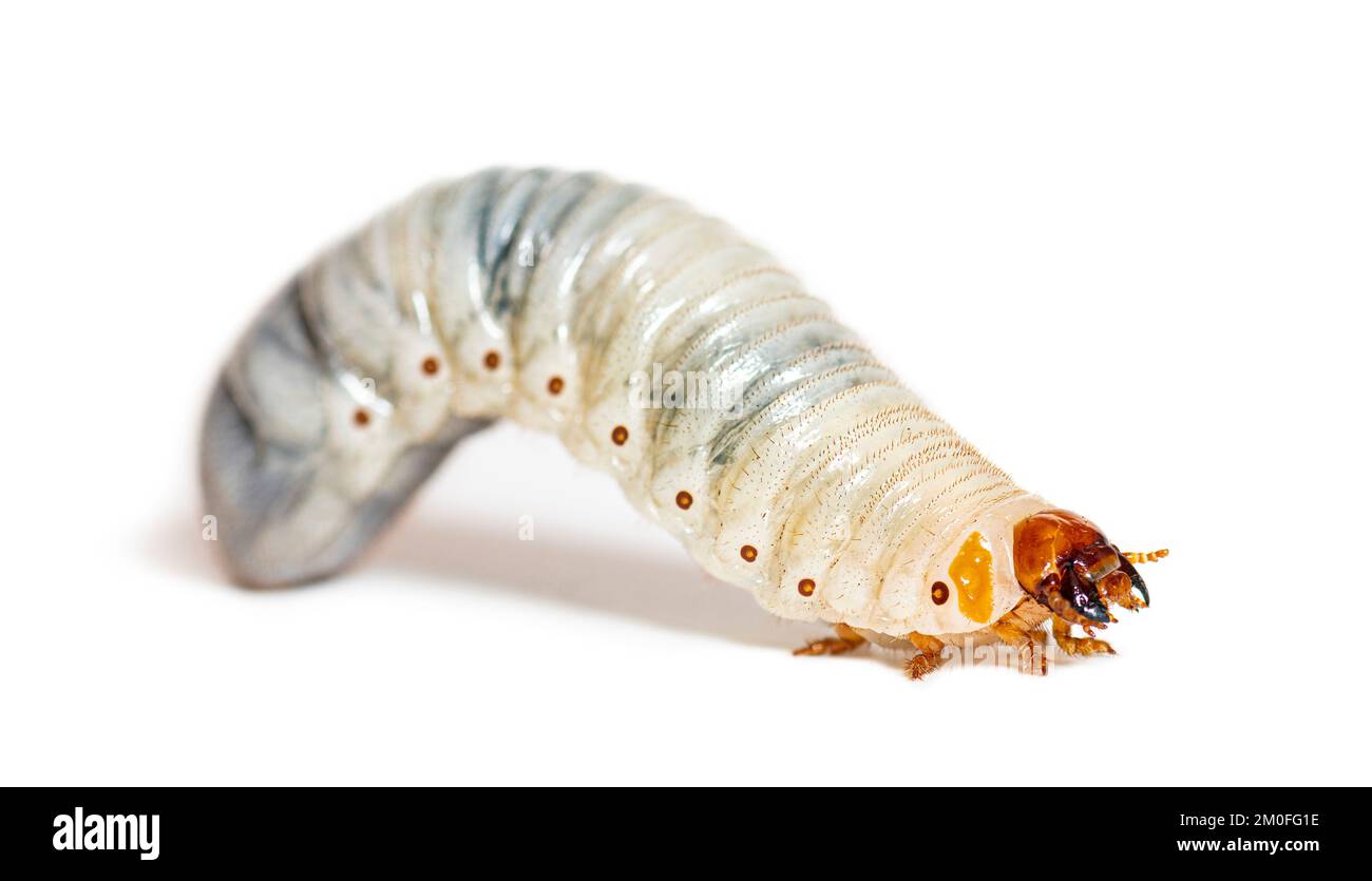 larva-of-flamboyant-flower-beetle-eudicella-gralli-isolated-on-white