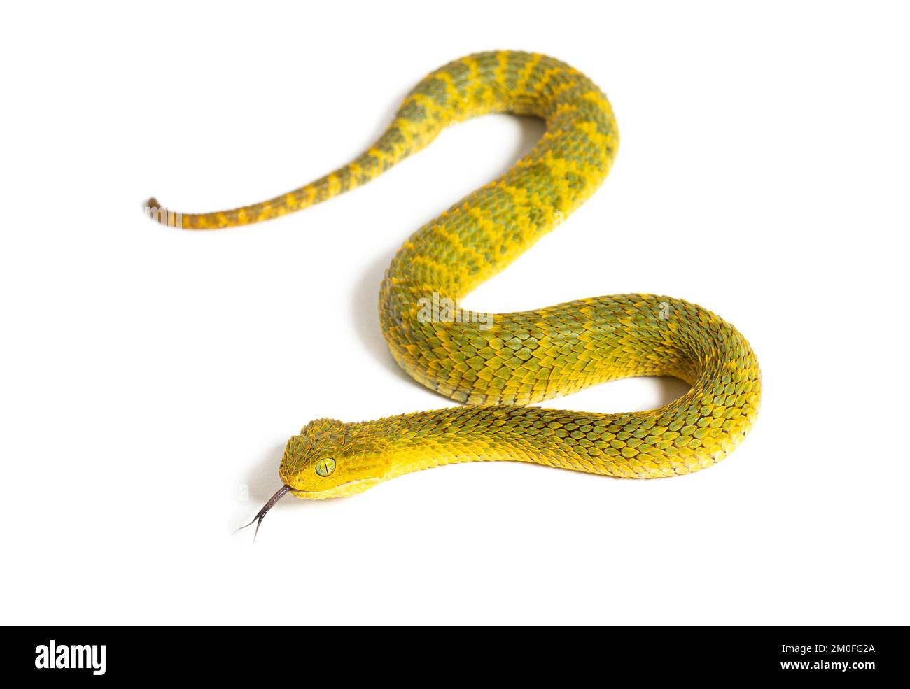 Leaf viper with its tongue out, Atheris squamigera, isolated on white Stock Photo