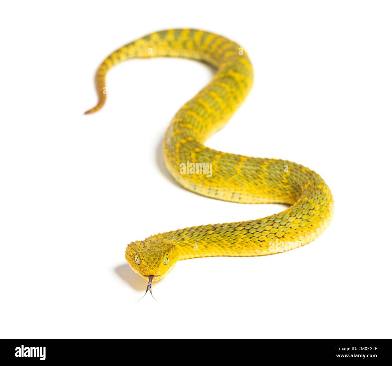 Close-up Of A Yellow Variable Bush Viper (Atheris Squamigera) From Central  African Countries. Stock Photo, Picture and Royalty Free Image. Image  153408574.
