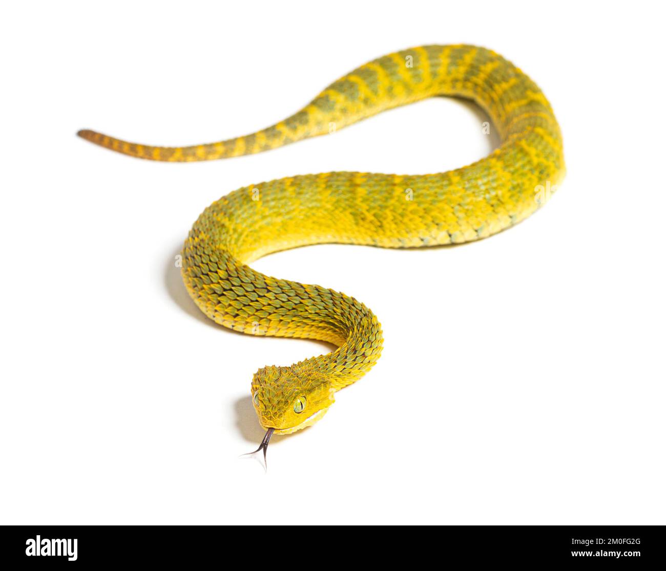 Life on White  Leaf viper with its tongue out, Atheris squamigera,  isolated on white