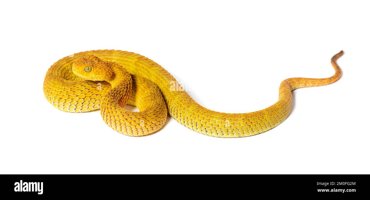 Atheris squamiger hi-res stock photography and images - Alamy