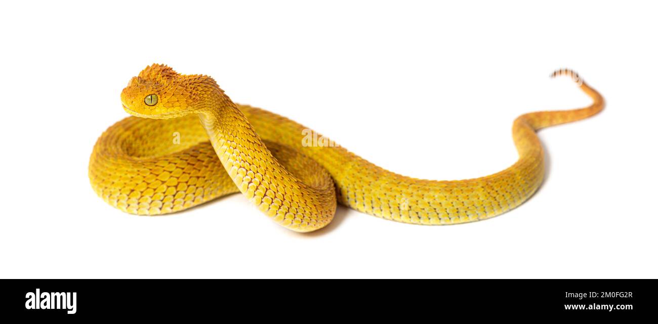 snake Variable Bush Viper Atheris squamigera Stock Photo - Alamy