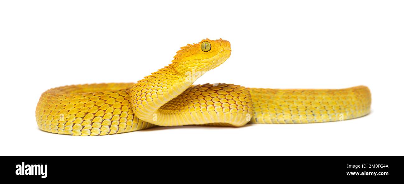 Life on White  Leaf viper with its tongue out, Atheris squamigera,  isolated on white