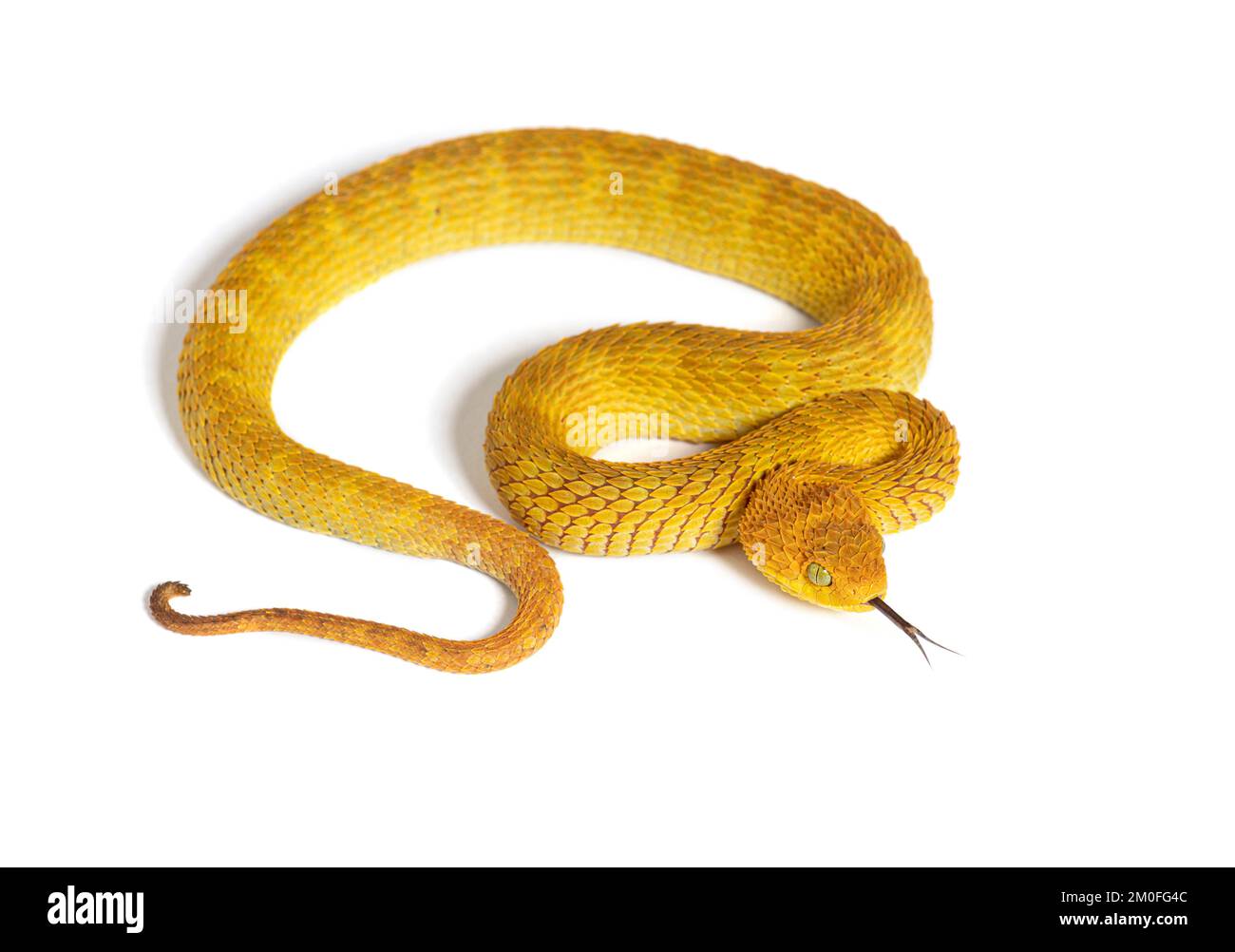 Life on White  Leaf viper with its tongue out, Atheris squamigera,  isolated on white