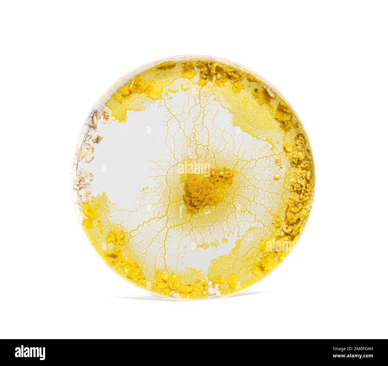 Blob in a plastic cercle, Physarum polycephalum, isolated on white Stock Photo