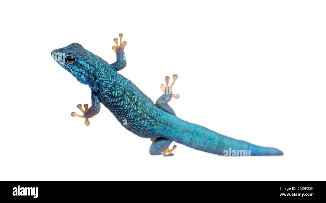 Electric blue gecko, Lygodactylus williamsi, isolated on white Stock Photo