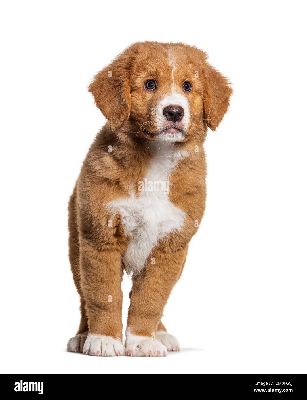 Ten weeks old Nova Scotia duck tolling retriever puppy, isolated on white Stock Photo