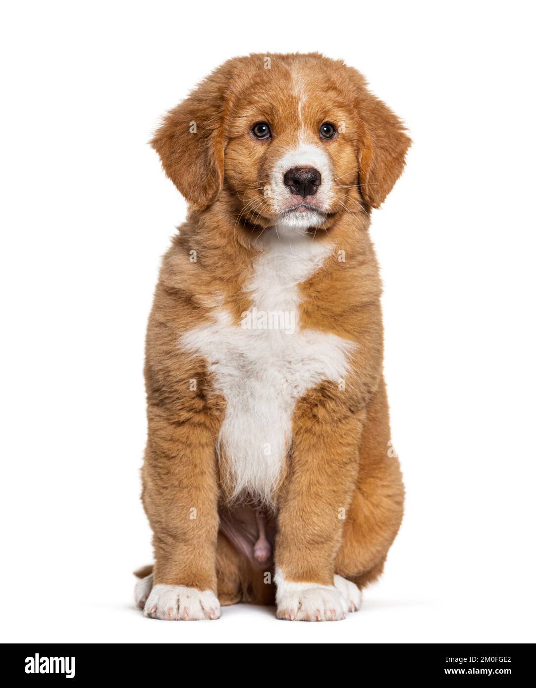 Ten weeks old Nova Scotia duck tolling retriever puppy, isolated on white Stock Photo