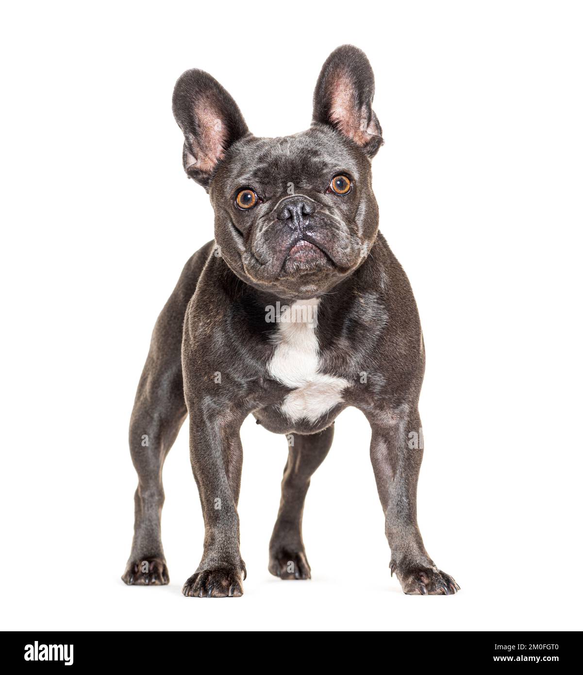 French bulldog standing, isolated on white Stock Photo - Alamy