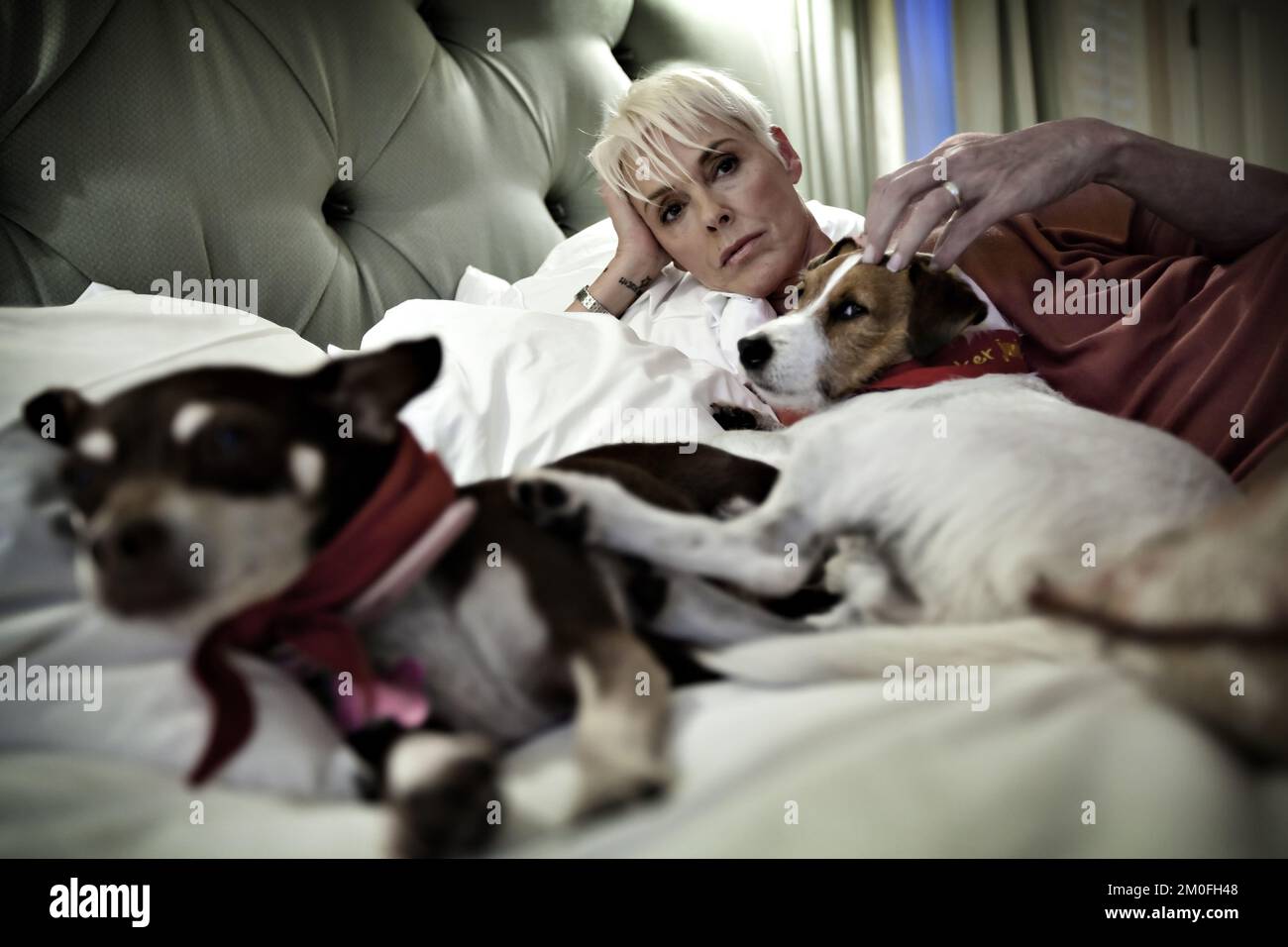 The Danish Actress Brigitte Nielsen lives in Hollywood Hillls with her 15 years younger husband Mattia Dessi and their two dogs Tootsie and Joker. She still performs in reality- and tv-shows, and has just started as advice columnist for the Danish newspaper Ekstra Bladet. PHOTOGRAPHER BENJAMIN KÃœRSTEN / POLFOTO Stock Photo