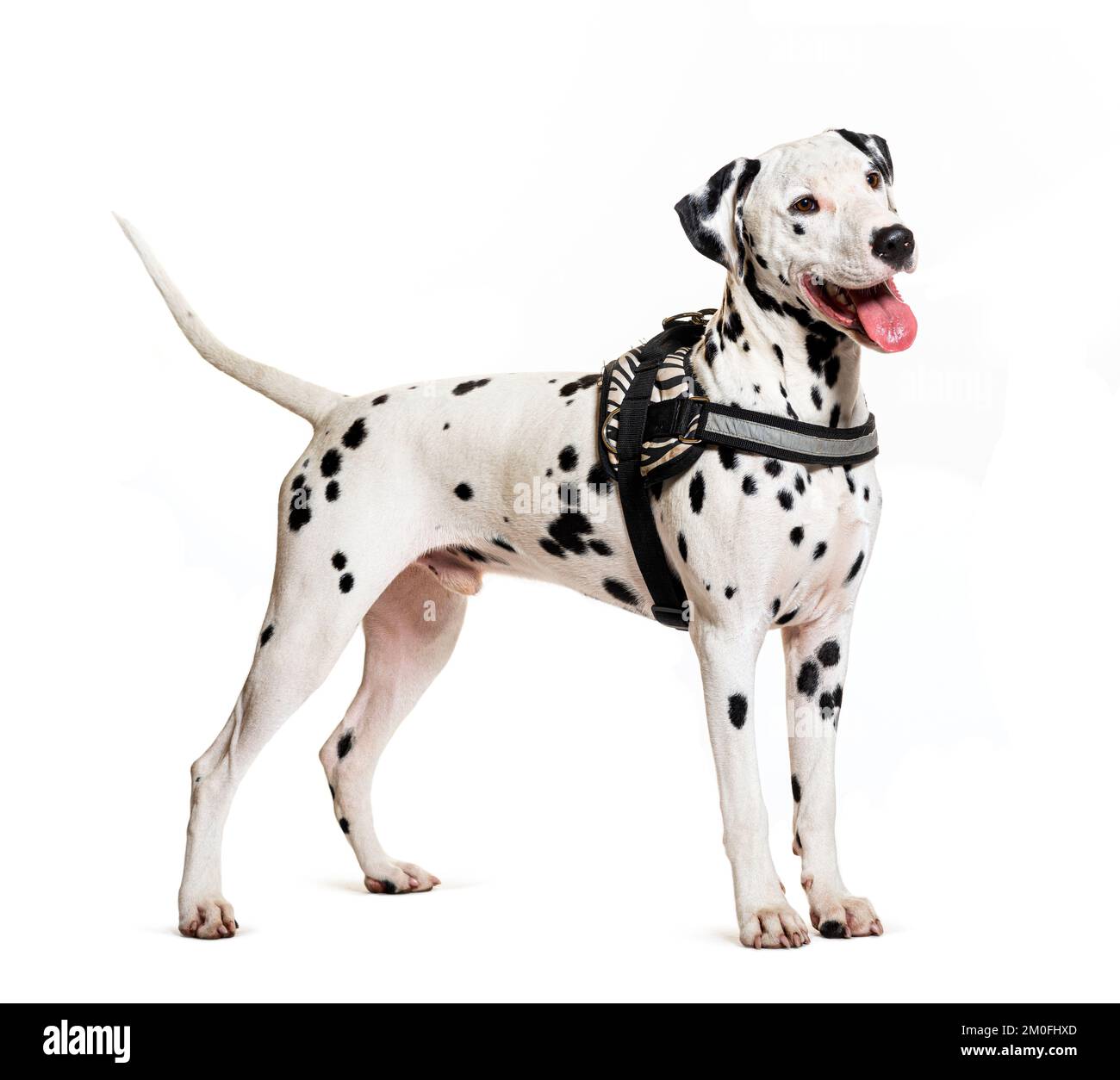 Dog with harness hi-res stock photography and images - Alamy