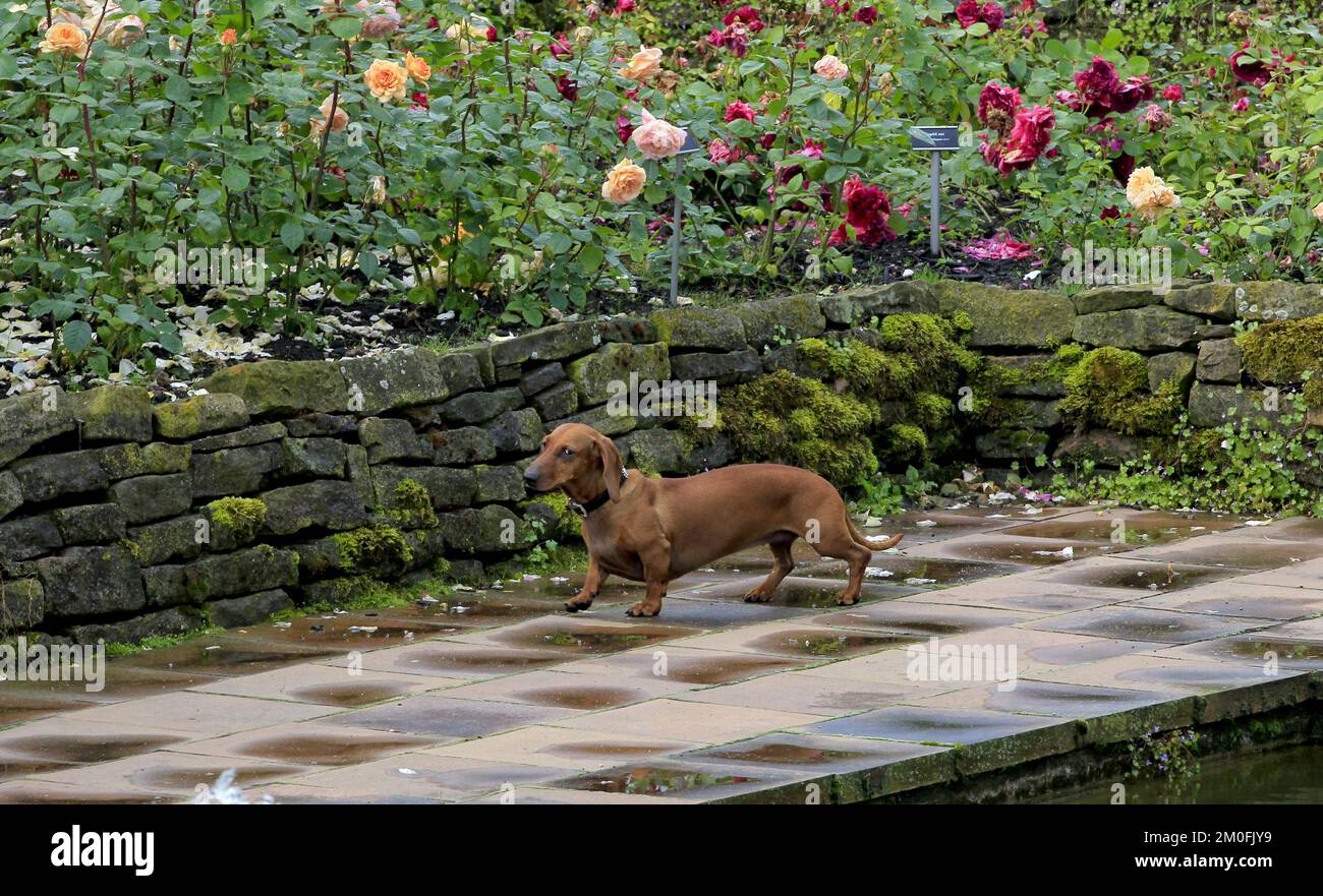 Countess ingrid count richard queen margrethes dachshund helike anders ...