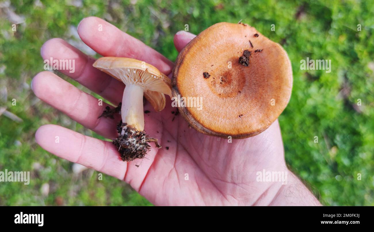 Saffron milk caps or lactarius deliciosus. Mushrooms placed over palm hand Stock Photo
