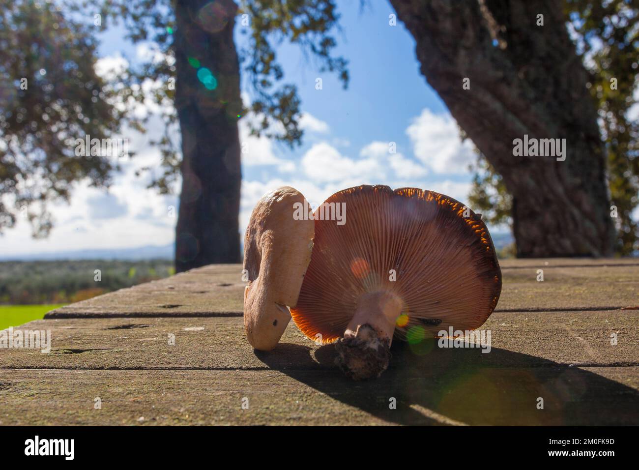 Saffron milk caps or lactarius deliciosus. Mushrooms placed over wooden picnic table Stock Photo