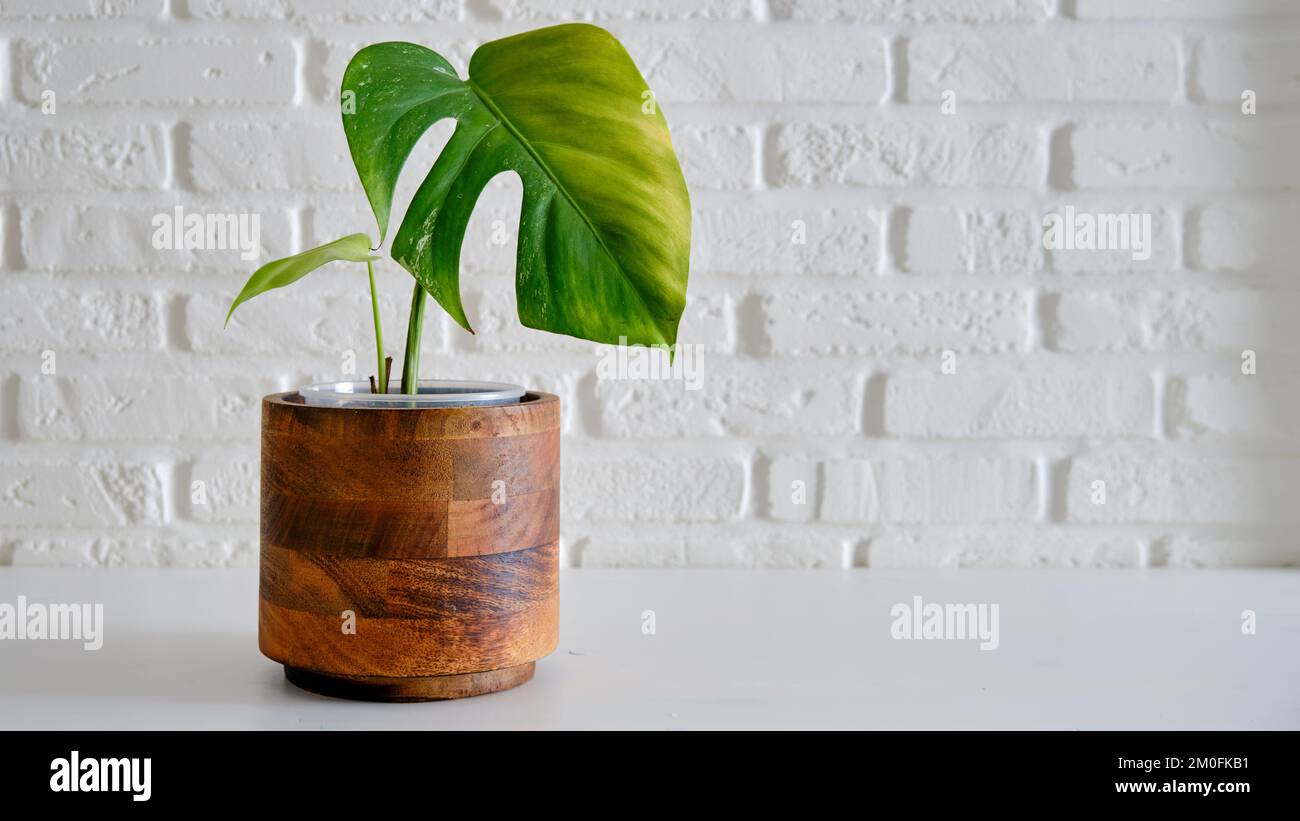 philodendron velvet leaf Mican Philodendron - Velvet Leaf - Live Starter Plants - Philodendron Hederaceum