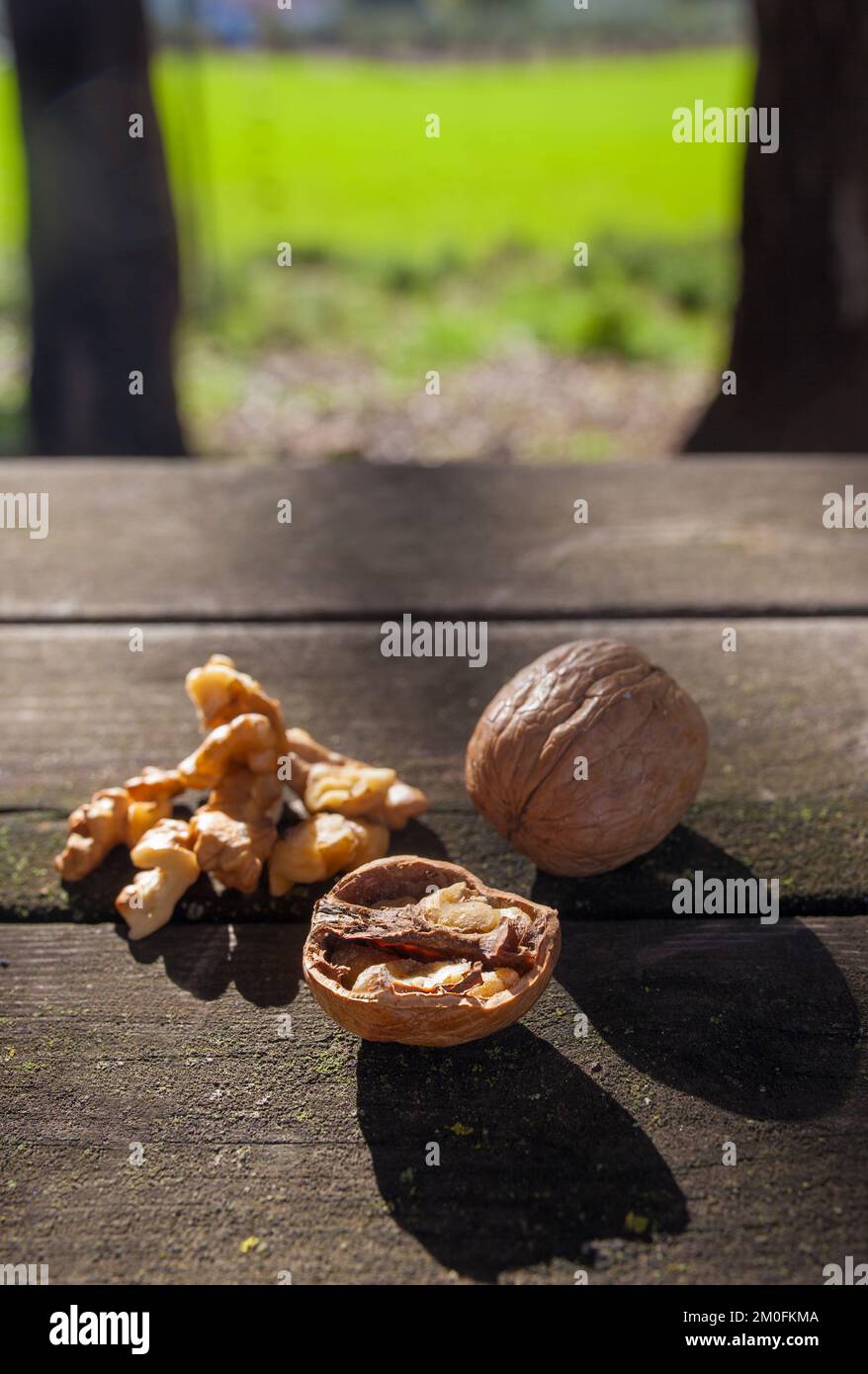 Walnuts over wooden picnic table. Natural light shot Stock Photo