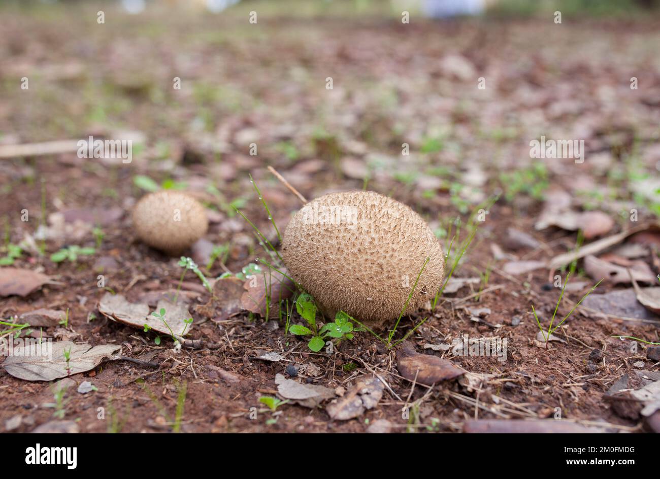Puffball mushrooms or lycoperdon. Ground view Stock Photo