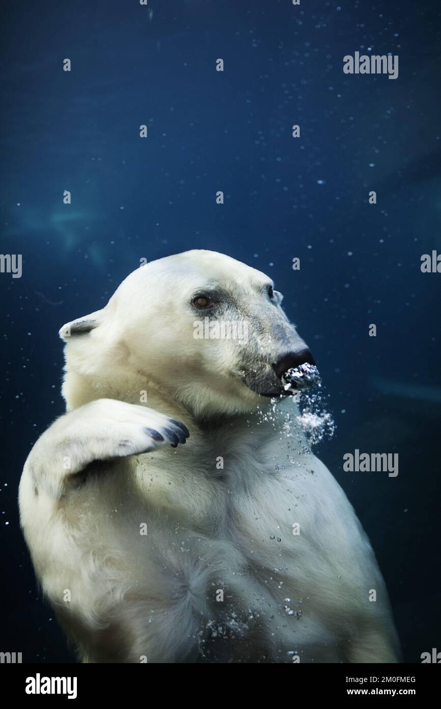 The official opening of the Arctic Ring of Copenhagen Zoo. The facility is a gift from the AP MÃ¸ller and Chastine Mc-Kinney MÃ¸ller Foundation for General Purposes. (Ditte Valente / POLFOTO) Stock Photo