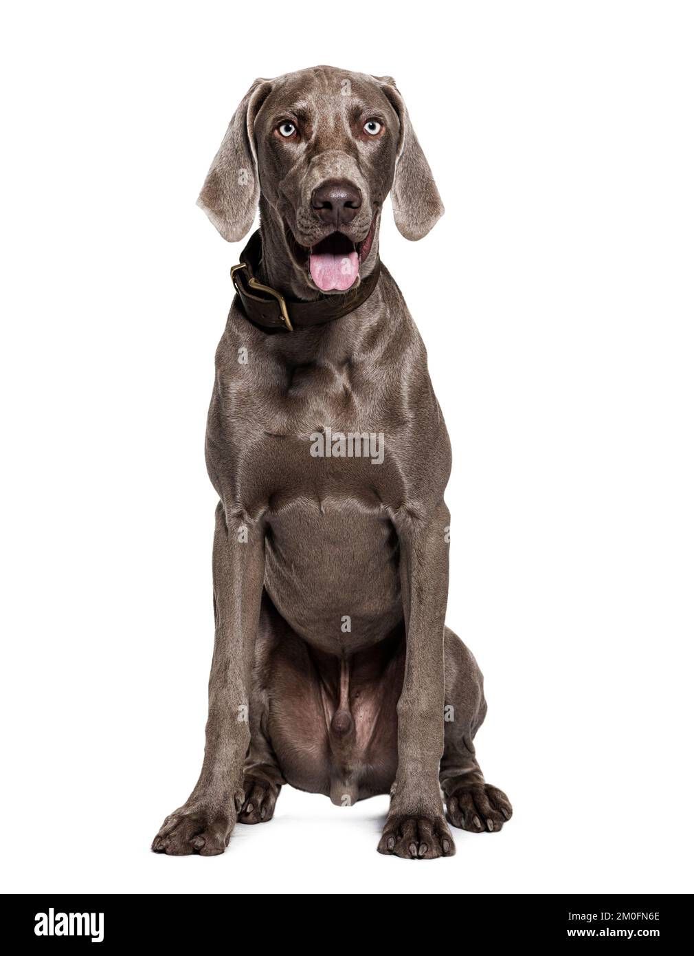 Weimaraner dog wearing collar, isolated on white Stock Photo Alamy