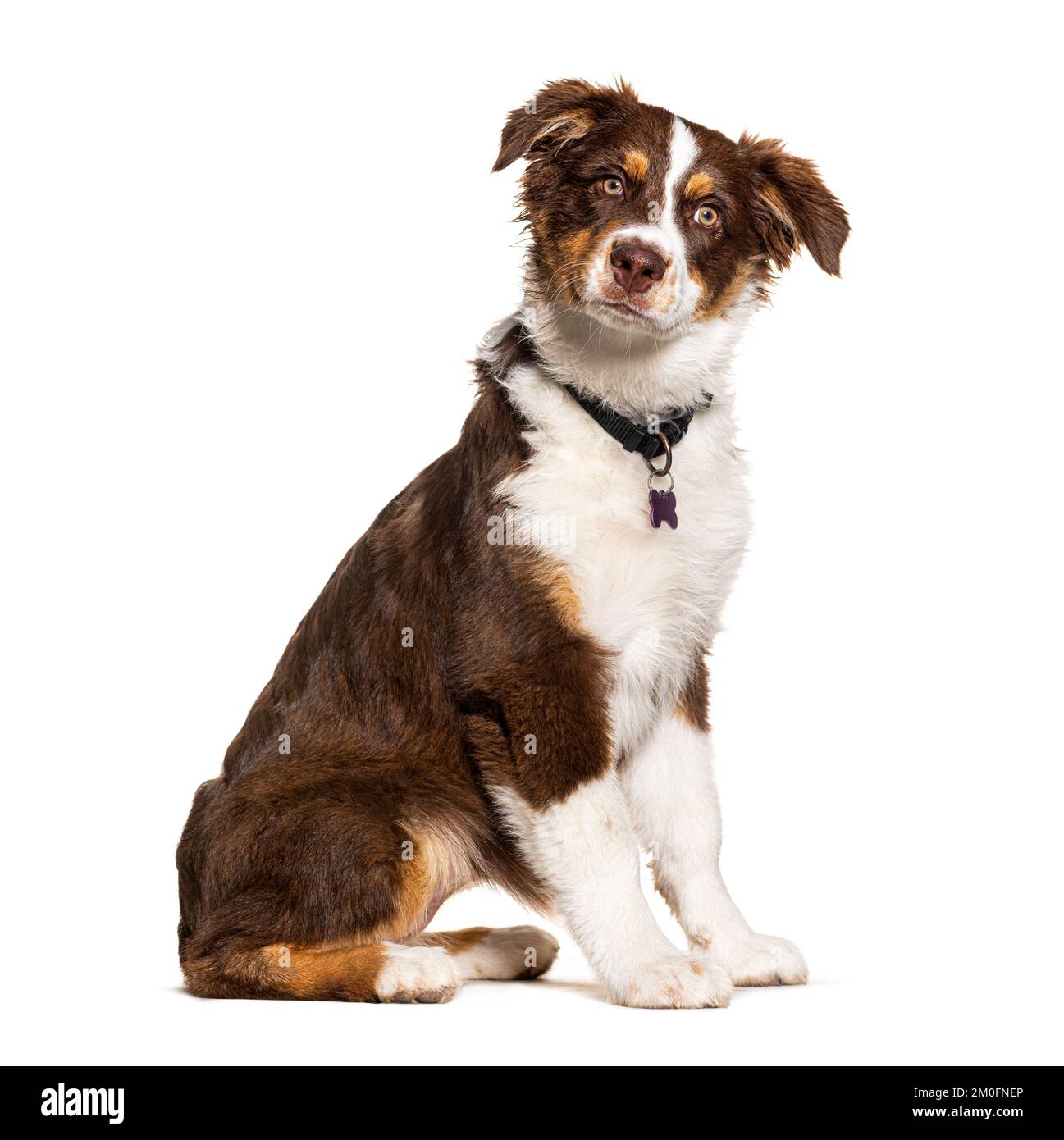 Red tricolor australian shepherd wearing collar with medal Stock Photo