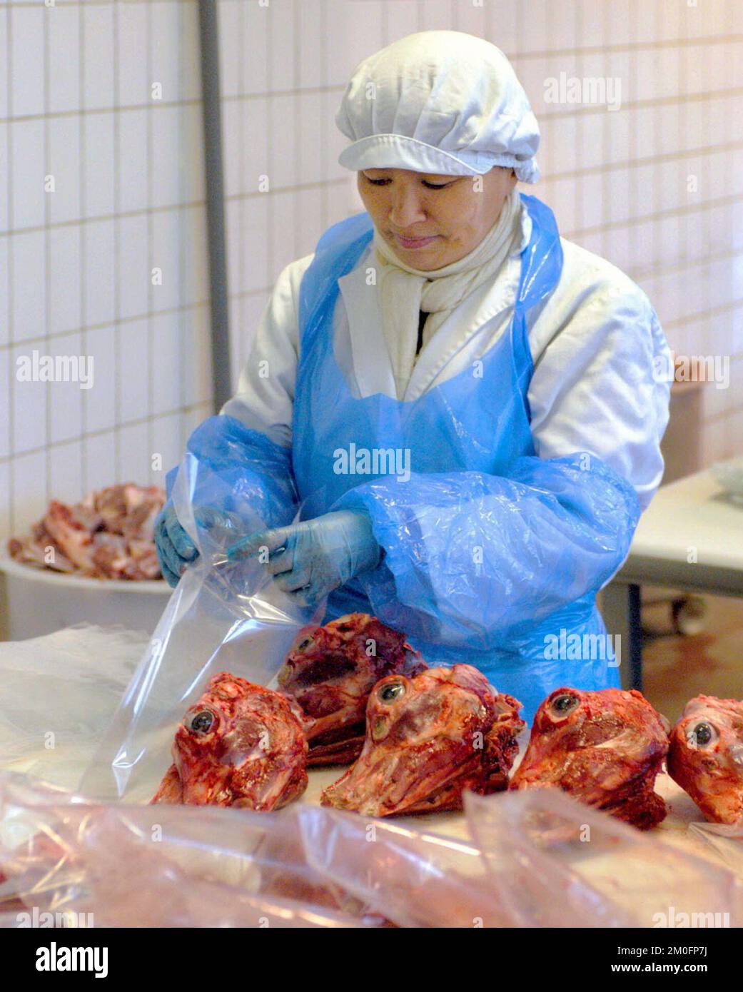 The annual sheep slaughtering at Neqi A/S on Greenland. A woman working at Neqi is preparing sheep heads for sale. The heads are being used to make 'smalahove', a delicacy in Greenland and Norway. The entire head is supposed to be eaten including the eye. Stock Photo