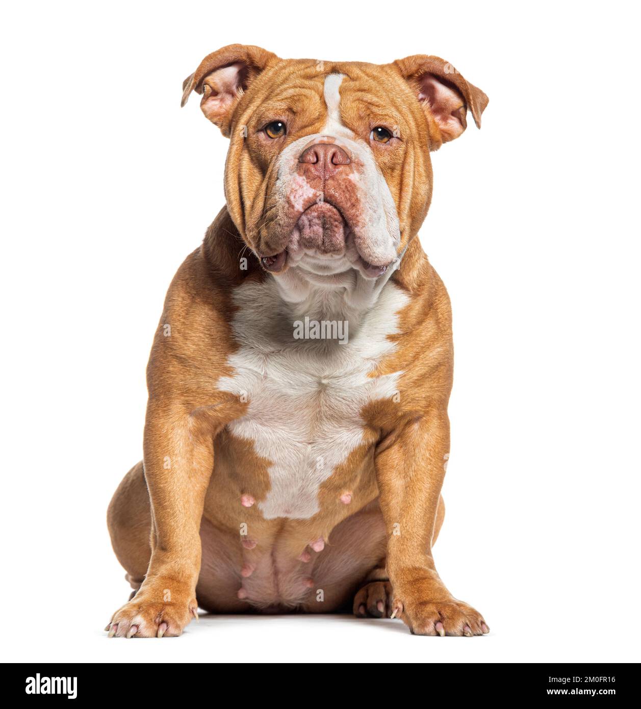 American bully dog hi-res stock photography and images - Alamy