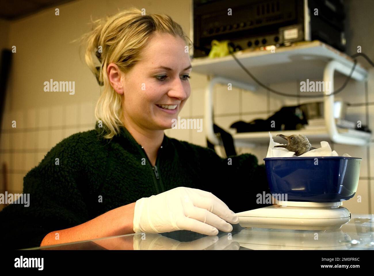 A rare king penguin has been hatched in Odense Zoo in Denmark. The baby
