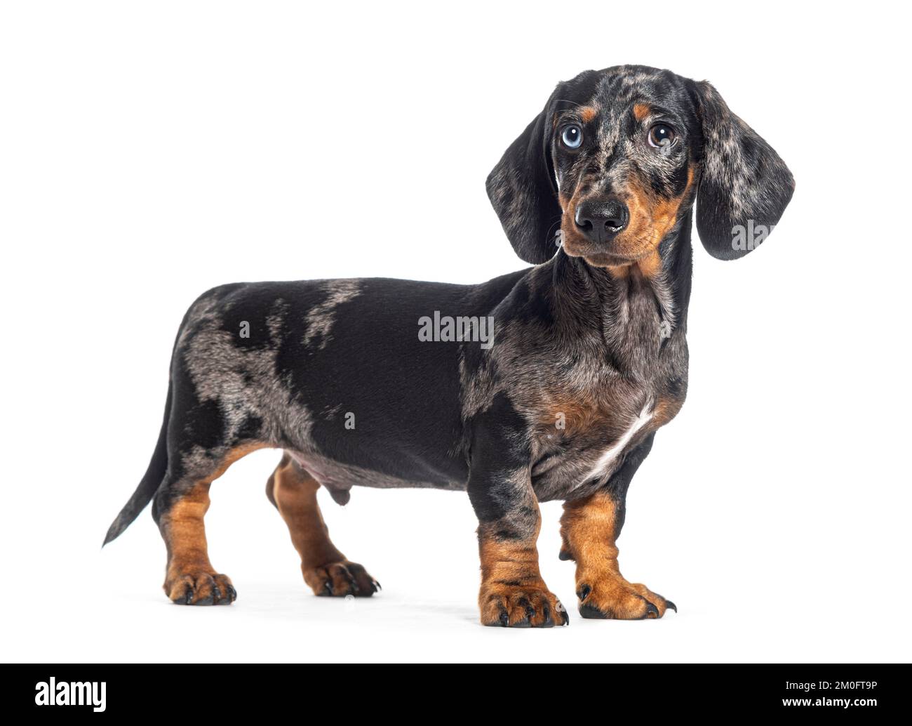 Standing, side view of a Puppy Merle dapple Dachshund odd-eyed, isolated on white Stock Photo