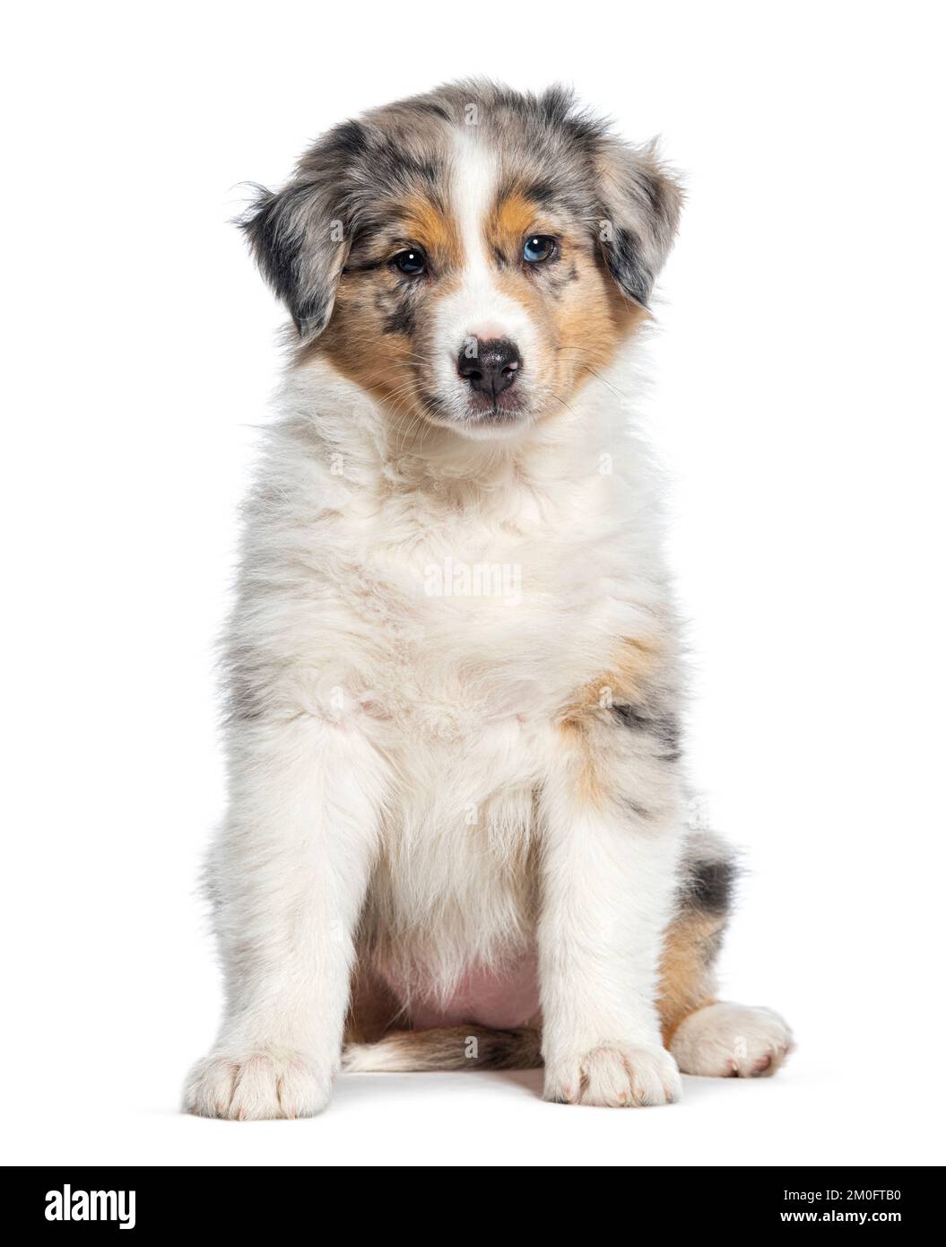 Red Merle puppy Australian Shepherd, two months old, isolated on white  Stock Photo - Alamy, image size:1055x1390